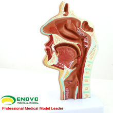 THROAT04 (12508) Modelo de secção de cavidades nasais de patologia, tamanho normal, modelos de cavidades nasais